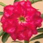 Variegated Adenium Obesum Red Dragon Desert Rose Flowers 4 Seeds