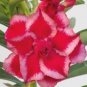 Variegated Adenium Obesum Red Dragon Desert Rose Flowers 4 Seeds