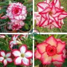 Heirloom 'Color Butterfly' Desert Rose White Red Adenium 4 Seeds