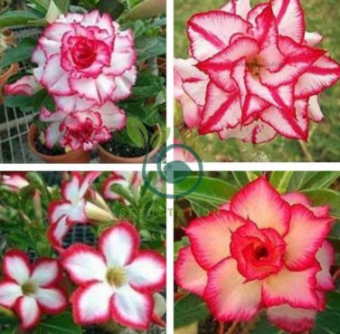 Heirloom 'Color Butterfly' Desert Rose White Red Adenium 4 Seeds