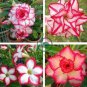 Heirloom 'Color Butterfly' Desert Rose White Red Adenium 4 Seeds