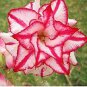 Heirloom 'Color Butterfly' Desert Rose White Red Adenium 4 Seeds
