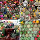 Mix Cactus Echinopsis Tubiflora Ball Cactus Perennial Succulent 20 Seeds