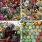 Mix Cactus Echinopsis Tubiflora Ball Cactus Perennial Succulent 20 Seeds