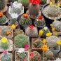 Mix Cactus Echinopsis Tubiflora Ball Cactus Perennial Succulent 20 Seeds