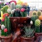 Mix Cactus Echinopsis Tubiflora Ball Cactus Perennial Succulent 20 Seeds