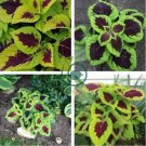 'Kong Lime Sprite' Coleus Herbs 40 Seeds
