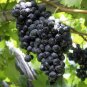 Heirloom Xinjiang Summer Black Grape Fruits 30 Seeds