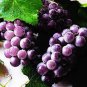 Heirloom Xinjiang Summer Black Grape Fruits 30 Seeds