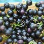 Heirloom Xinjiang Summer Black Grape Fruits 30 Seeds