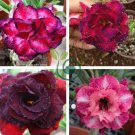 'Chansonette' Adenium Desert Rose 4 Seeds