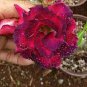 'Chansonette' Adenium Desert Rose 4 Seeds