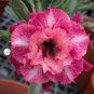 'Chansonette' Adenium Desert Rose 4 Seeds