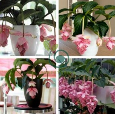 Medinilla Magnifica Plant Very Beautiful Bonsai Flower Plant 200 Seeds