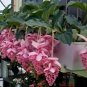 Medinilla Magnifica Plant Very Beautiful Bonsai Flower Plant 200 Seeds