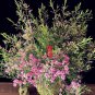 Geraldton Wax Seeds (Chamaelaucium uncinatum) 6 Seeds