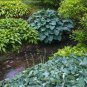 Colorful hosta 200 Seeds