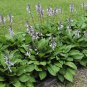 Colorful hosta 200 Seeds