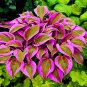 Colorful hosta 200 Seeds