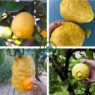 Rare the World Biggest Lemon Fruits 40 Seeds