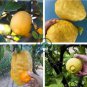 Rare the World Biggest Lemon Fruits 40 Seeds