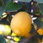 Rare the World Biggest Lemon Fruits 40 Seeds