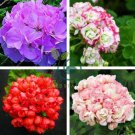 Rare Geranium Bonsai Apple Blossom Rosebud Pelargonium 40 Seeds
