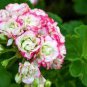 Rare Geranium Bonsai Apple Blossom Rosebud Pelargonium 40 Seeds