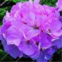 Rare Geranium Bonsai Apple Blossom Rosebud Pelargonium 40 Seeds