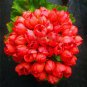 Rare Geranium Bonsai Apple Blossom Rosebud Pelargonium 40 Seeds