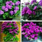 Geranium Dark Purple 'violet butterfly' Perennial Bonsai Flowers 20 Seeds