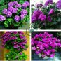 Geranium Dark Purple 'violet butterfly' Perennial Bonsai Flowers 20 Seeds