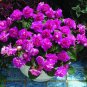 Geranium Dark Purple 'violet butterfly' Perennial Bonsai Flowers 20 Seeds