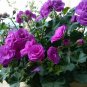 Geranium Dark Purple 'violet butterfly' Perennial Bonsai Flowers 20 Seeds