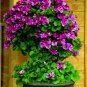 Geranium Dark Purple 'violet butterfly' Perennial Bonsai Flowers 20 Seeds