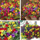 Mini Calibrchoa Million Bells Annual Flower Bonsai 200 Seeds