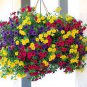 Mini Calibrchoa Million Bells Annual Flower Bonsai 200 Seeds