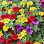 Mini Calibrchoa Million Bells Annual Flower Bonsai 200 Seeds