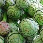Green Globe Italian Artichoke 8 Seeds