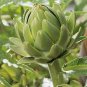 Green Globe Italian Artichoke 8 Seeds