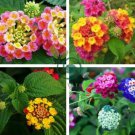 Lantana camara flower 200 seeds