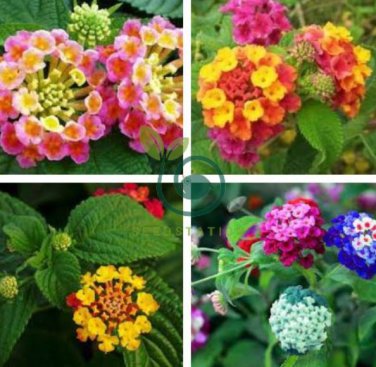 Lantana camara flower 200 seeds