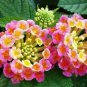 Lantana camara flower 200 seeds