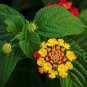 Lantana camara flower 200 seeds