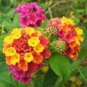 Lantana camara flower 200 seeds