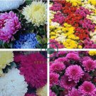 Genuine Flower chrysanthemum 400 seeds