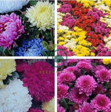 Genuine Flower chrysanthemum 400 seeds