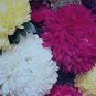 Genuine Flower chrysanthemum 400 seeds
