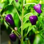 Rare Black Scorpion Tongue Chili Pepper Organic 100 Seeds