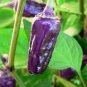 Rare Black Scorpion Tongue Chili Pepper Organic 100 Seeds
